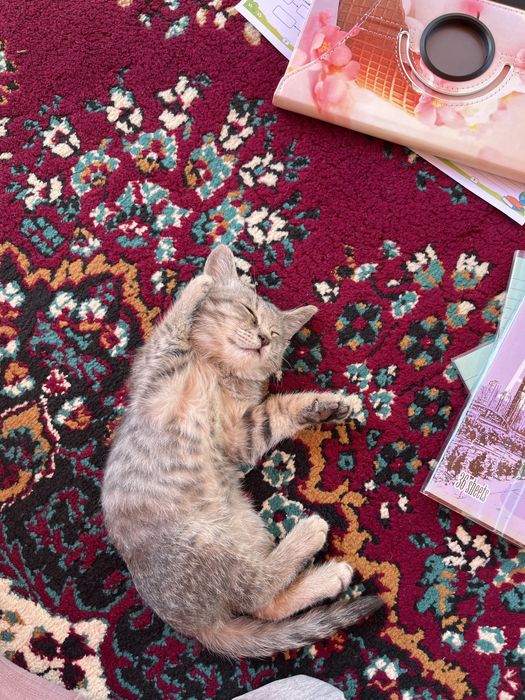 Котенок ласковый