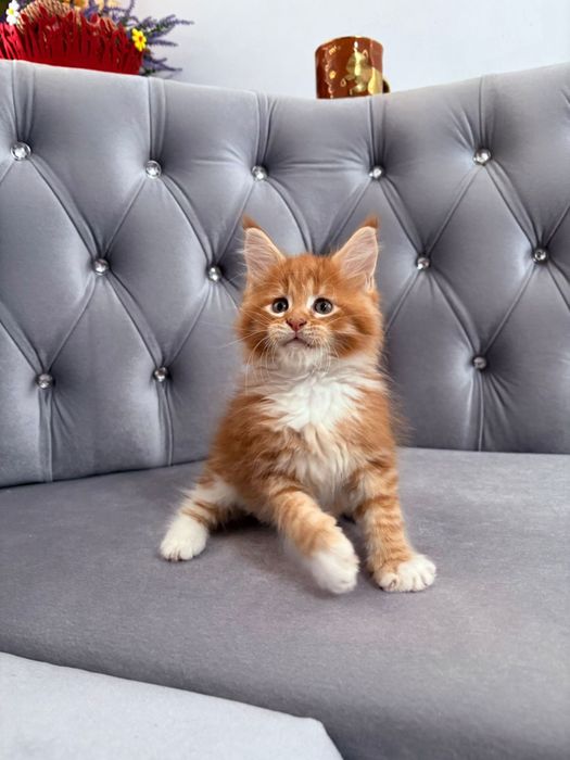 Baietel maine coon