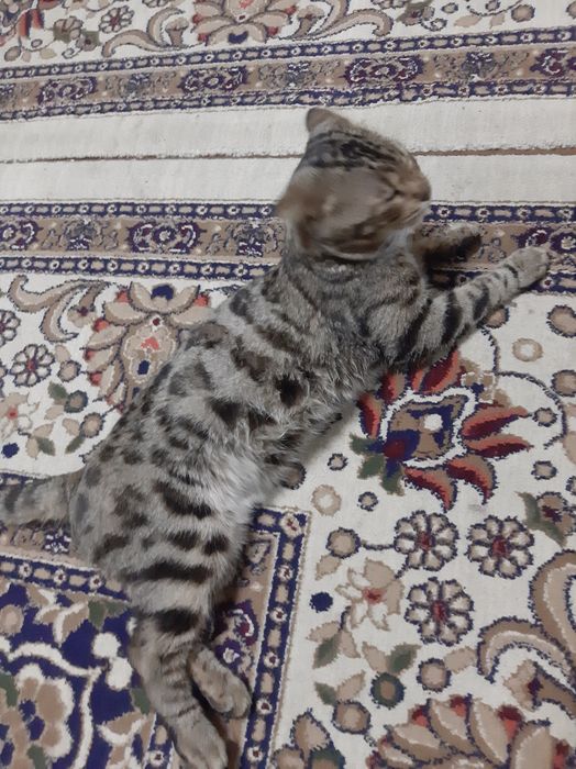 Bengal mushuk sotiladi