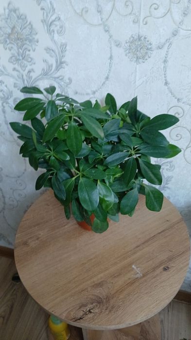 Комнатные растения