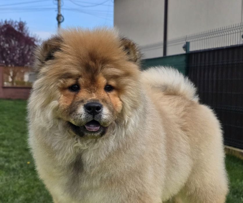 Pui Chow-Chow fetiță cu certificat de origine din Campion Mondial