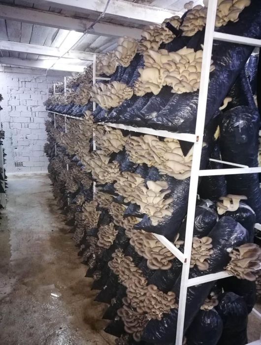 Стелажи за гъби кладница