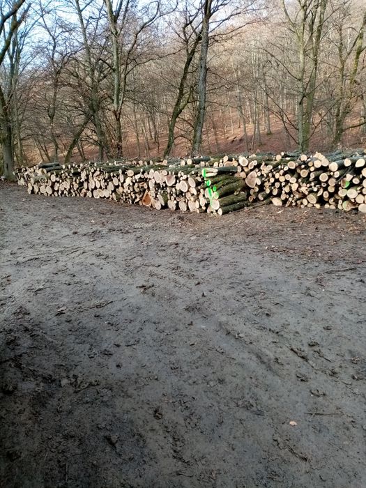 Lemne de foc carpen