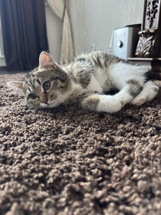 Дарю кошечку.