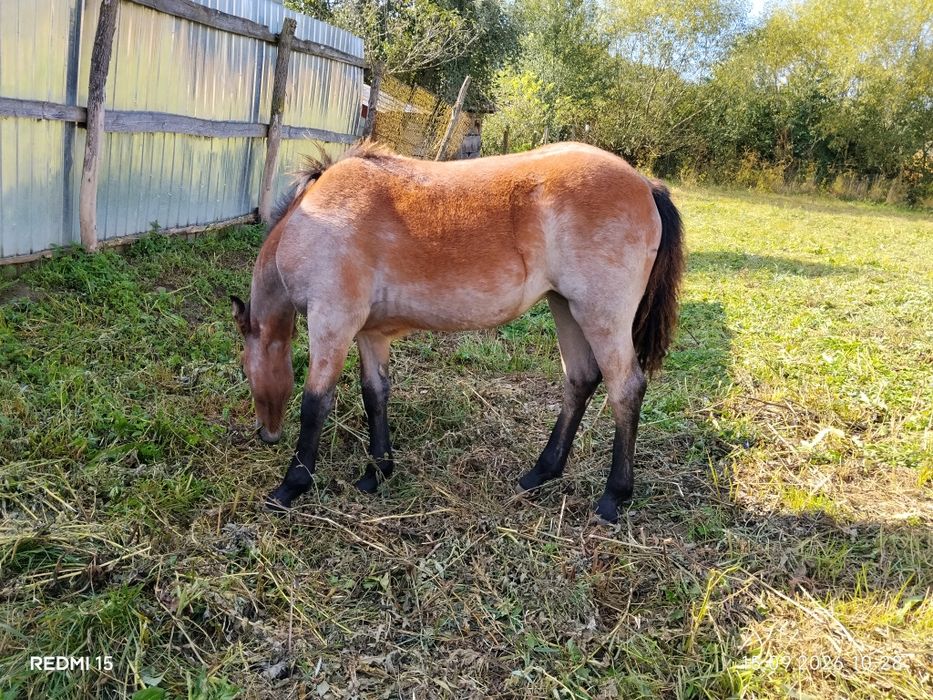 Mânză de vânzare