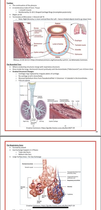 Anatomie, medicina fiziologie, sistem cardiovascular sistem respirator