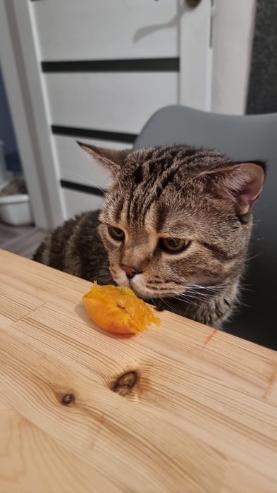 Британский котёнок