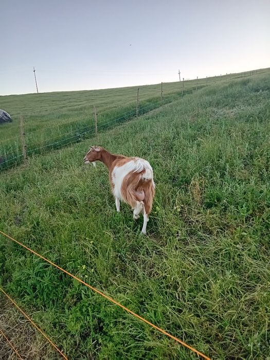 Oi,capre și iezi de vânzare