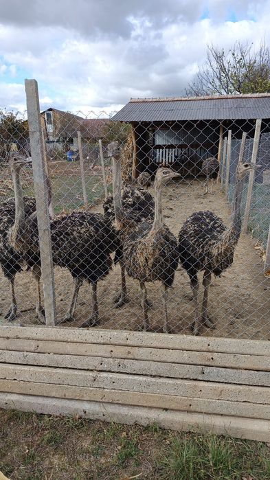 Vând struți tineri