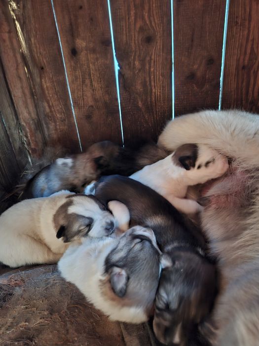 Щенки породы Лайка