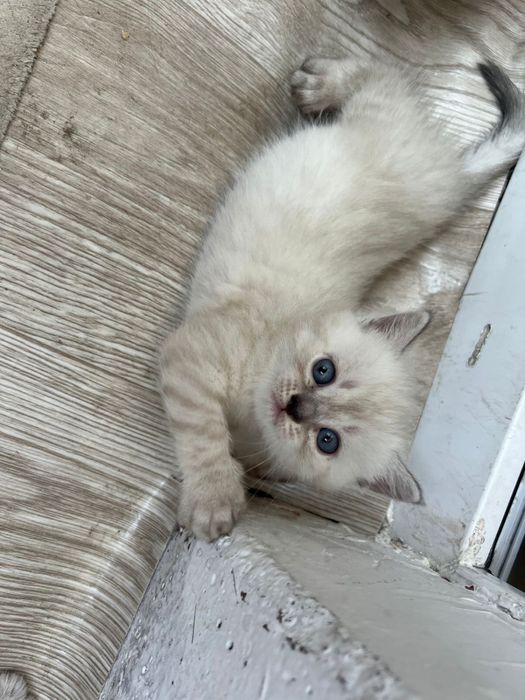 Продам породистых котят