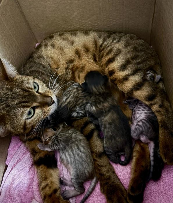 Бенгальские котята