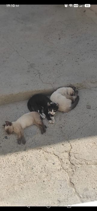 Отдам в добрые руки