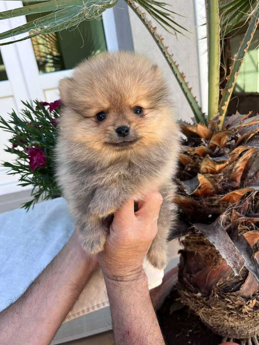 Мини пумеранчета