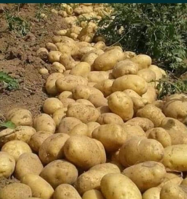 Картофель, дачный , домашний