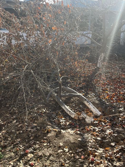 Отын, деревья бесплатно