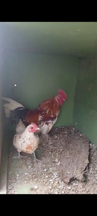 Карликовые куры Бентамка