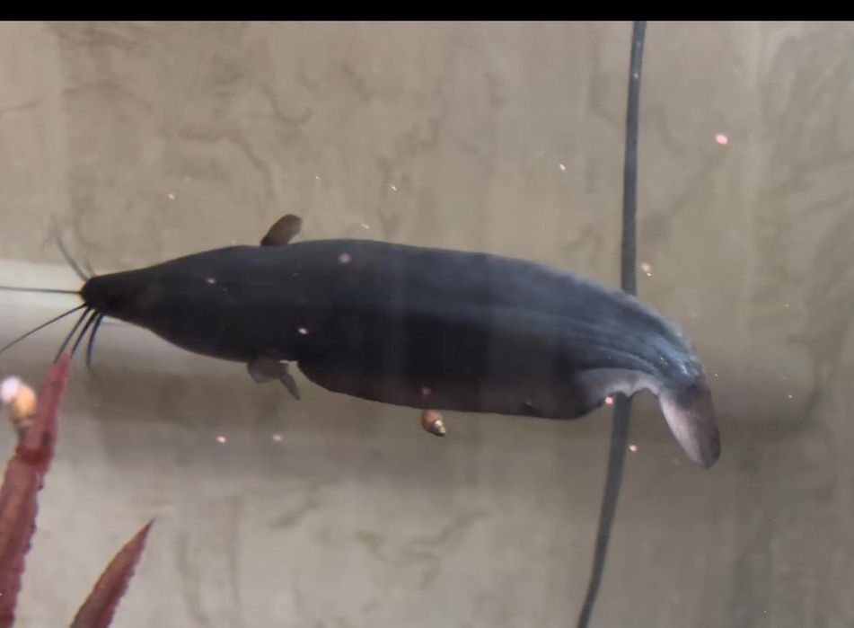 Сом мешкожаберный