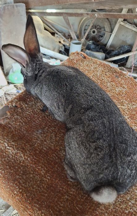 Великан куён сотилади