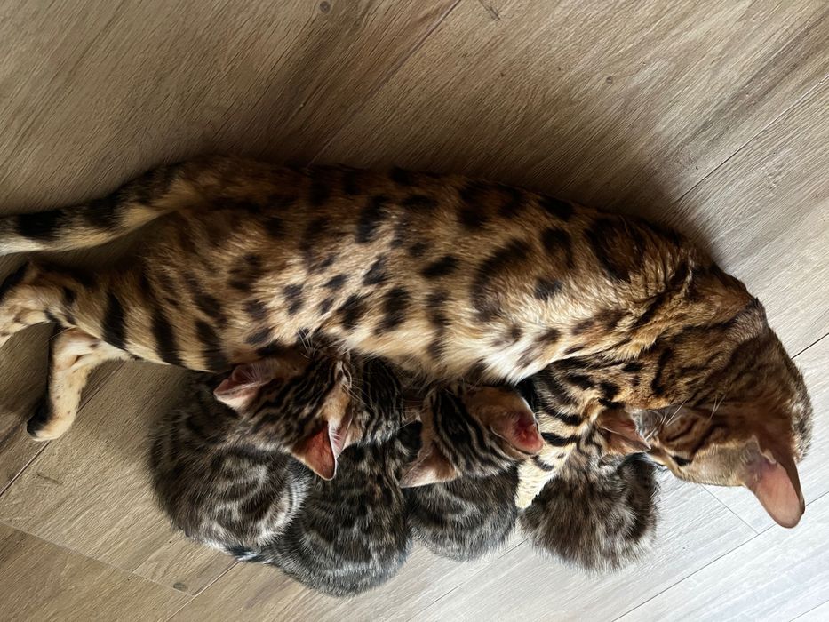 Бенгалски котета