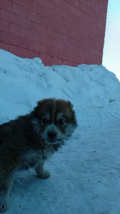 Продам Щенка Алабая кабель полтара месеца