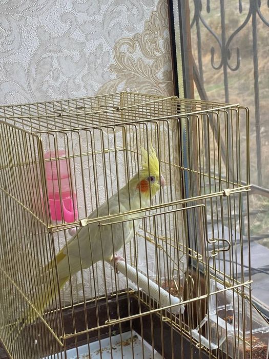 Папугай Корелла жёлтого цвета