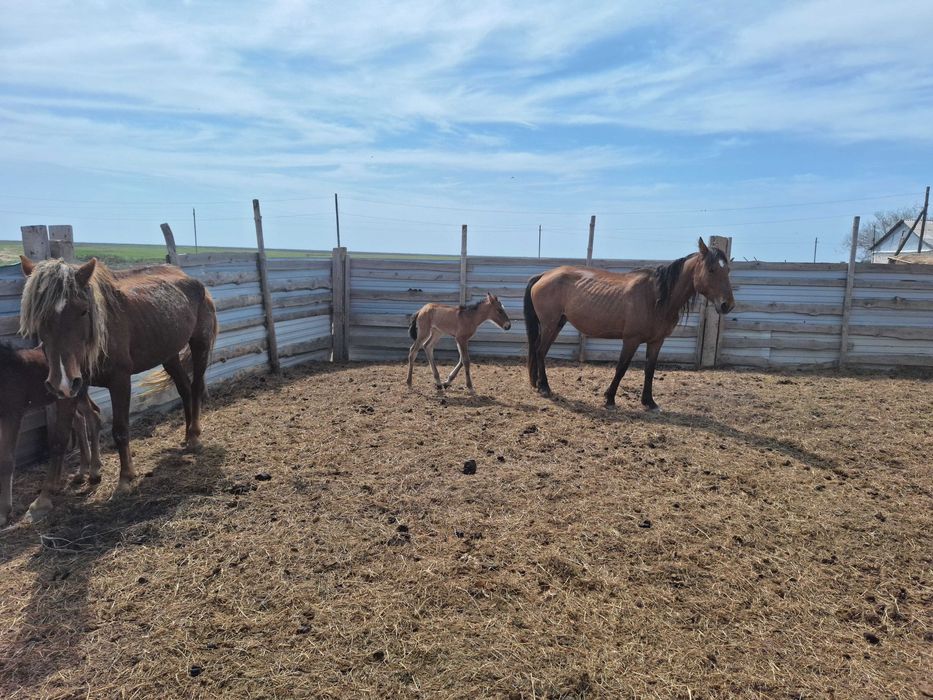 Жылкылар и Лошади сатылады
