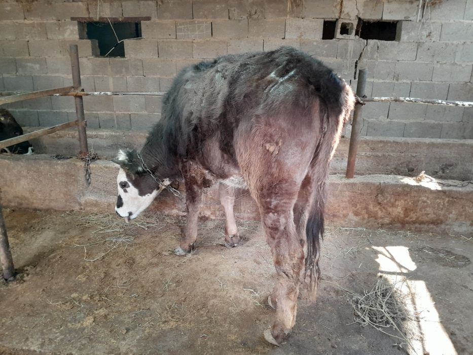 Сиыр корова қысыр