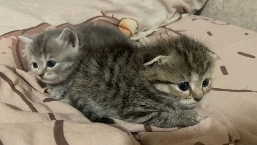 Продам котов !!!