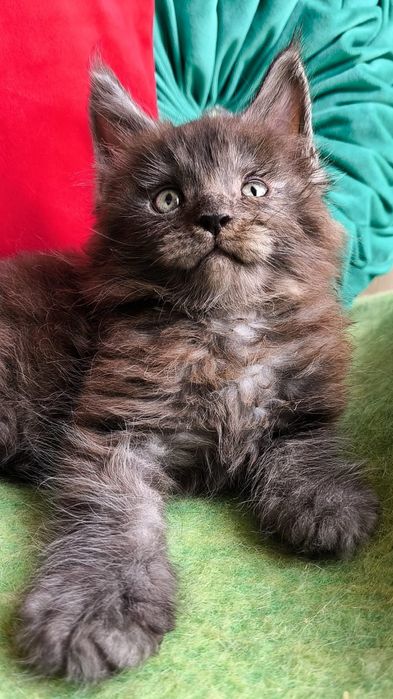 Мейн - кун ! КОТЯТА для Души и Выставок !