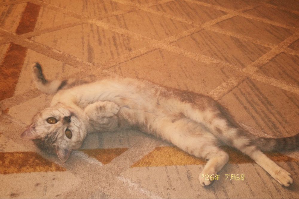 Милый котёнок ищет добрых хозяев»