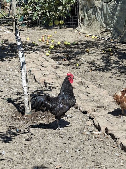 Gaini australorp