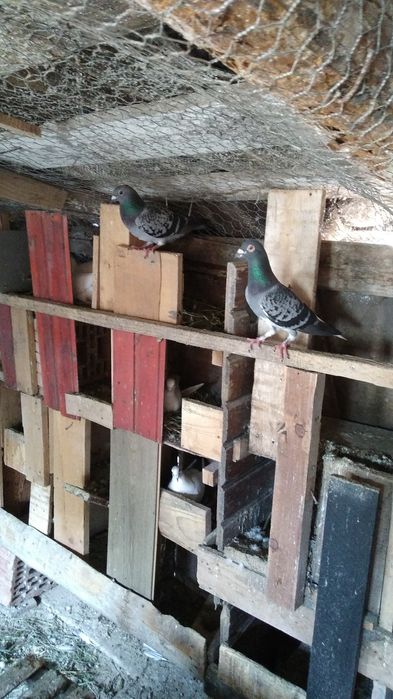 Porumbeii albi poste