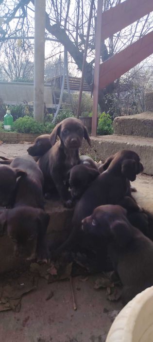Продават се кученца Курцхар, родени на – 02.11.2025