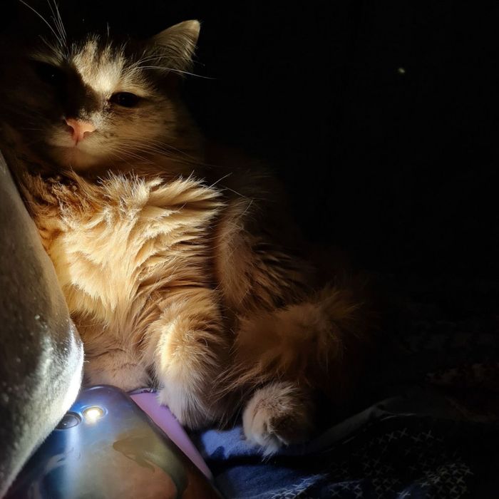 Кот в добрые руки