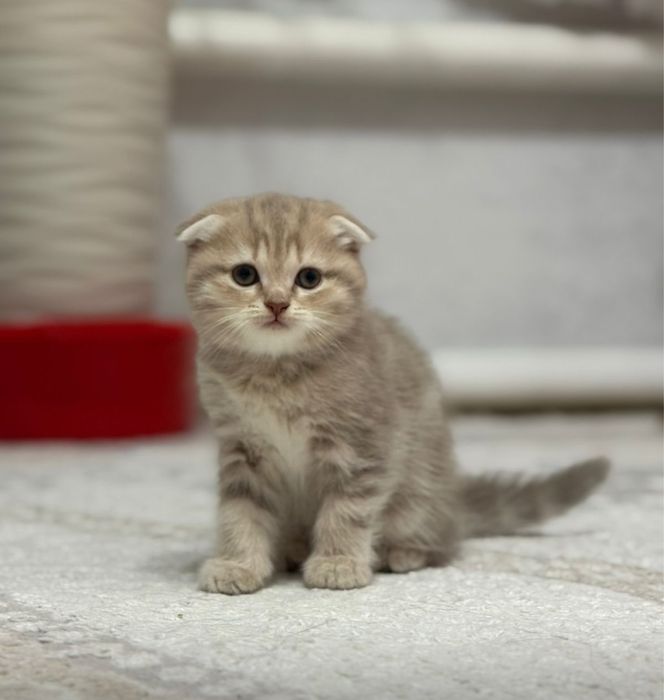 Котята Британцы очень красивые