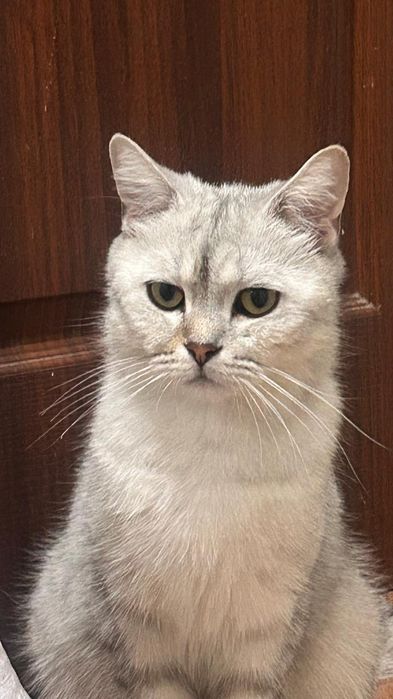 Чистокровныи Британец  12000