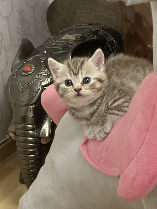 Шотландский котенок( девочка)