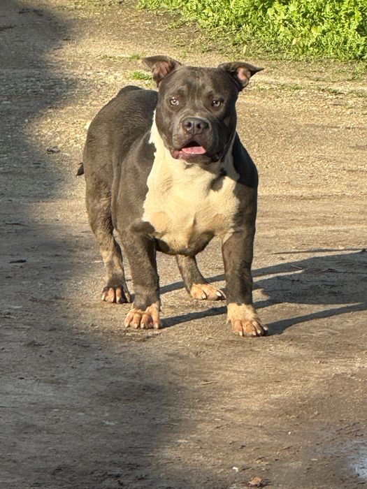 Американско були ТОП