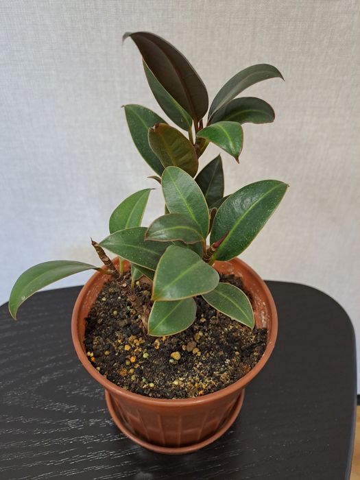 Продам комнатные цветы