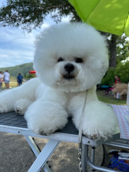 Продам щенка бишон фризе