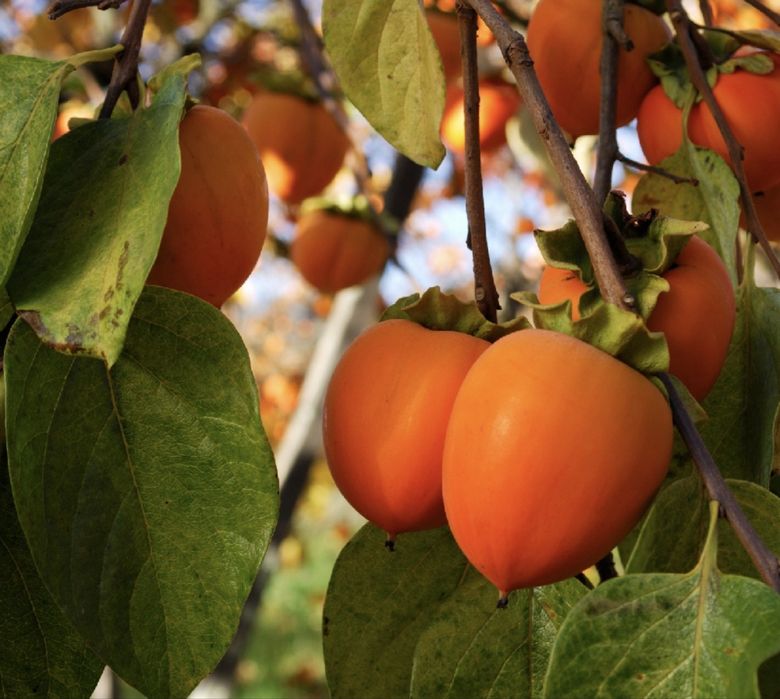 Plante fructifere anul 4 la ghiveci , super oferte !