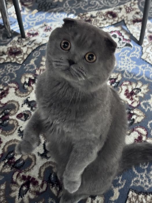 Продам породистого британского кота