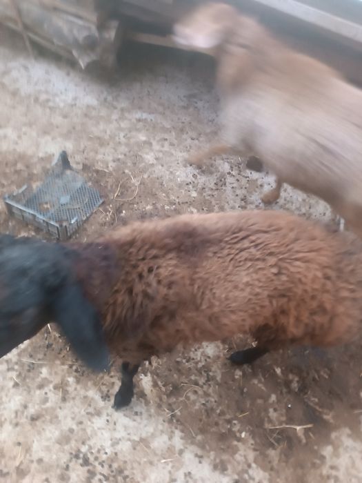 Овцы и Бараны ...