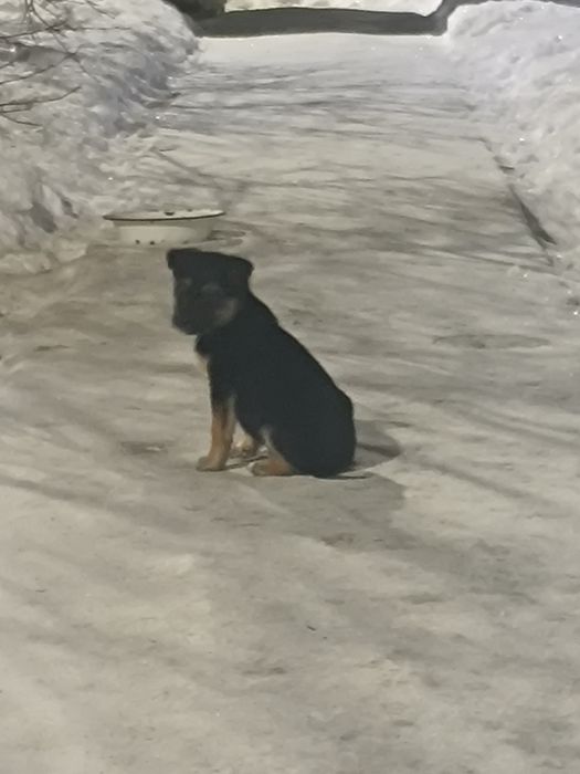 Отдам щенят 1 месяц.