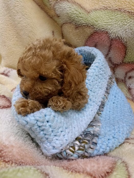 Той Пудель малыши