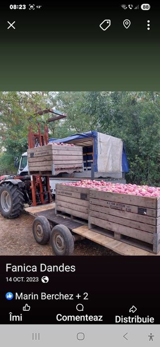 3,5lei Vand golden si florina in Blagești, Vaslui!