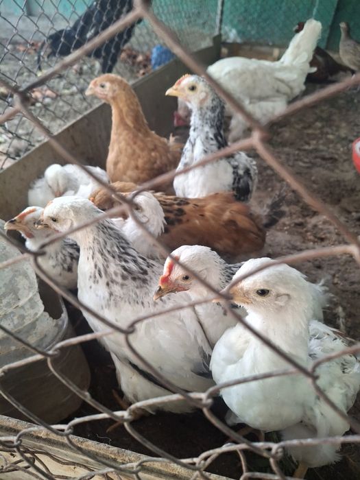 Кучен, адлер балапандар.