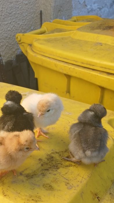 Puisori de gaina rasa mixta