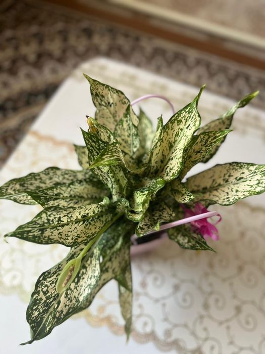 Аглаонема комнатное растение